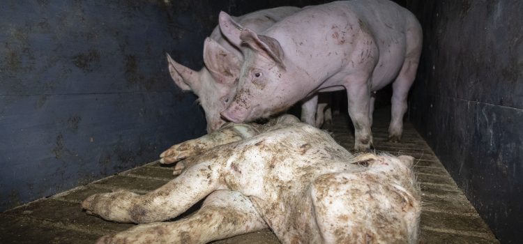 Amtsgericht und Veterinäramt Hameln verdonnern skrupellosen Schweinemäster zu hoher Geldstrafe, Vorstrafe und Tierhalteverbot