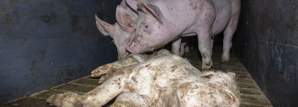 Amtsgericht und Veterinäramt Hameln verdonnern skrupellosen Schweinemäster zu hoher Geldstrafe, Vorstrafe und Tierhalteverbot