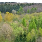 Dramatisches Ergebnis der Waldzustandserhebung 2024 – 4 von 5 Bäumen krank!