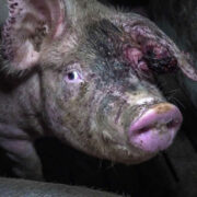 Staatliche Tierhaltungskennzeichnung – Verlängerte Übergangsfrist