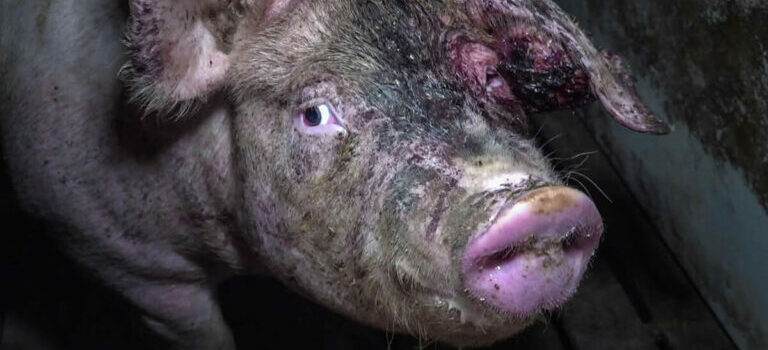 Staatliche Tierhaltungskennzeichnung – Verlängerte Übergangsfrist