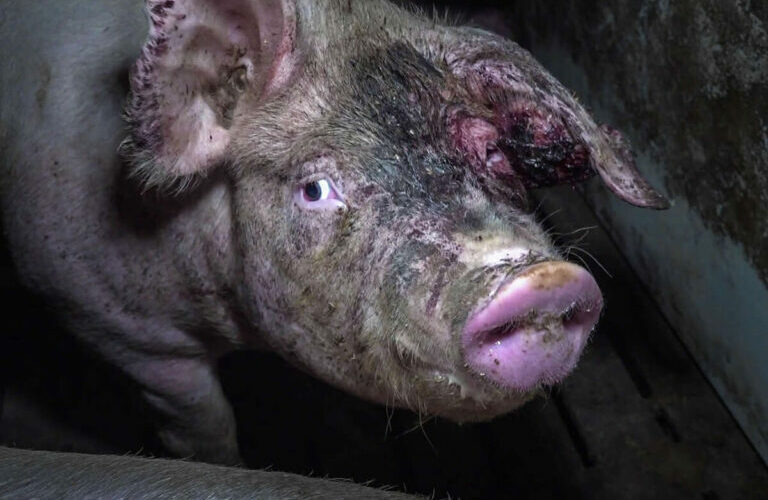 Staatliche Tierhaltungskennzeichnung – Verlängerte Übergangsfrist