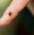 Gefahr im Grünen – Zecken, FSME und Borreliose im Überblick