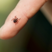 Gefahr im Grünen – Zecken, FSME und Borreliose im Überblick