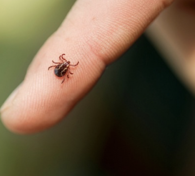 Gefahr im Grünen – Zecken, FSME und Borreliose im Überblick