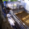 Aufgedeckte Tierquälerei im Schlachthof Elsfleth muss Konsequenzen haben