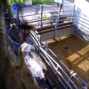 Aufgedeckte Tierquälerei im Schlachthof Elsfleth muss Konsequenzen haben