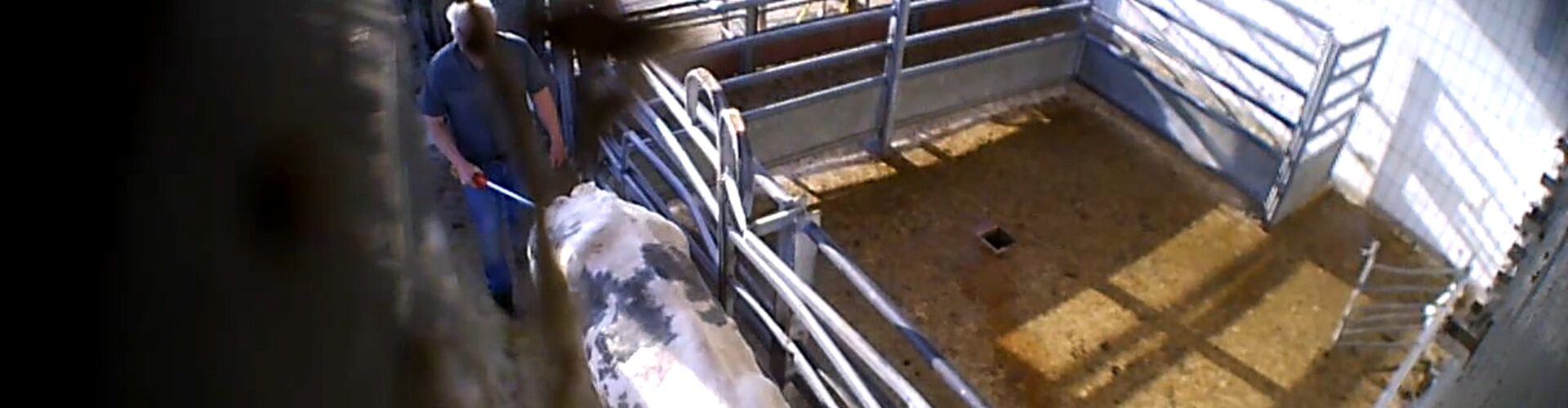 Aufgedeckte Tierquälerei im Schlachthof Elsfleth muss Konsequenzen haben
