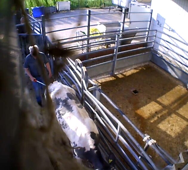 Aufgedeckte Tierquälerei im Schlachthof Elsfleth muss Konsequenzen haben