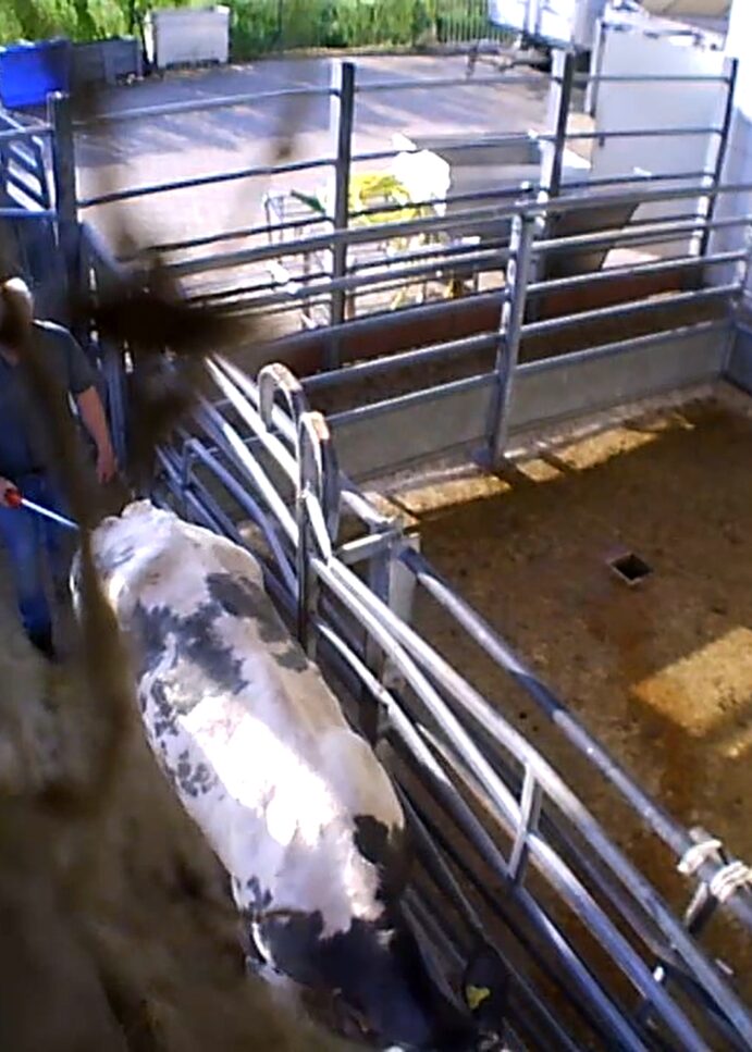 Aufgedeckte Tierquälerei im Schlachthof Elsfleth muss Konsequenzen haben