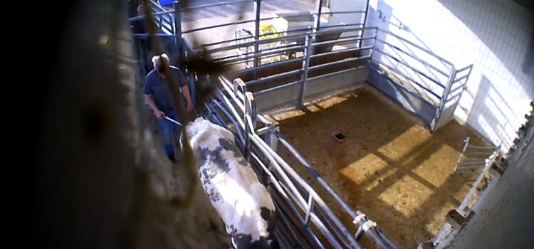 Aufgedeckte Tierquälerei im Schlachthof Elsfleth muss Konsequenzen haben