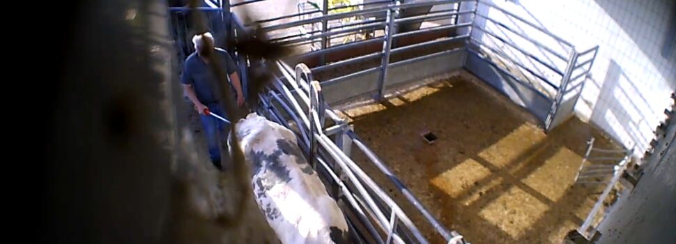 Aufgedeckte Tierquälerei im Schlachthof Elsfleth muss Konsequenzen haben