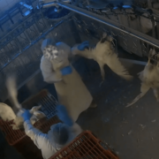 Nach Enthüllungen zu Tierquälerei bei „Dithmarscher Geflügel“: Große Handelsketten stoppen Belieferung