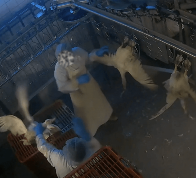 Nach Enthüllungen zu Tierquälerei bei „Dithmarscher Geflügel“: Große Handelsketten stoppen Belieferung