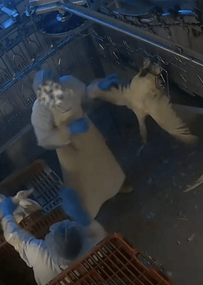 Nach Enthüllungen zu Tierquälerei bei „Dithmarscher Geflügel“: Große Handelsketten stoppen Belieferung