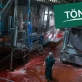 Schockbilder aus Tönnies-Schlachthof Versteckte Kameras zeigen Schweine in Höllenqualen