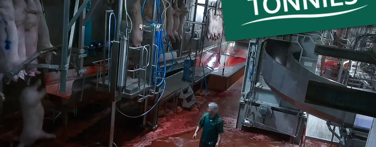 Schockbilder aus Tönnies-Schlachthof Versteckte Kameras zeigen Schweine in Höllenqualen