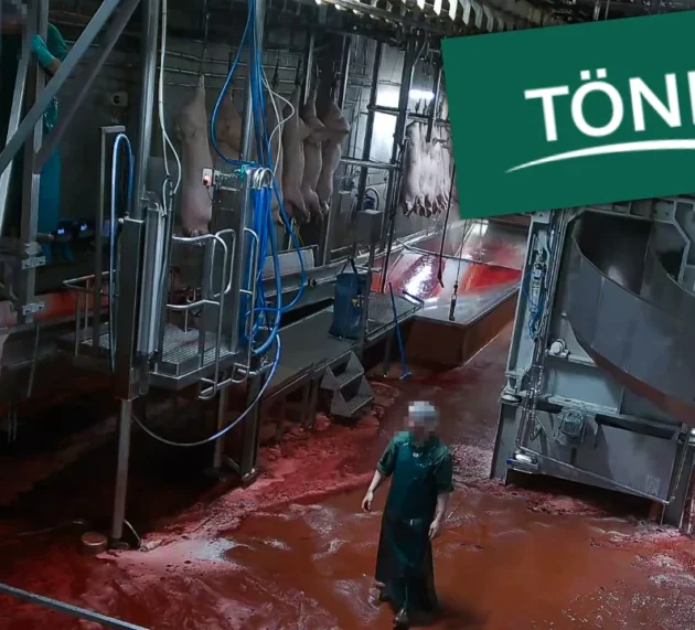 Schockbilder aus Tönnies-Schlachthof Versteckte Kameras zeigen Schweine in Höllenqualen