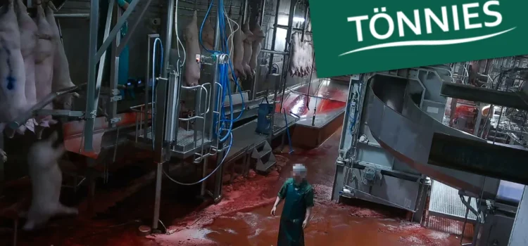 Schockbilder aus Tönnies-Schlachthof Versteckte Kameras zeigen Schweine in Höllenqualen