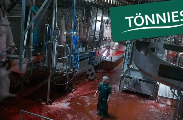 Schockbilder aus Tönnies-Schlachthof Versteckte Kameras zeigen Schweine in Höllenqualen