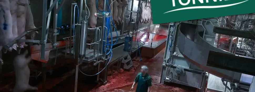 Schockbilder aus Tönnies-Schlachthof Versteckte Kameras zeigen Schweine in Höllenqualen